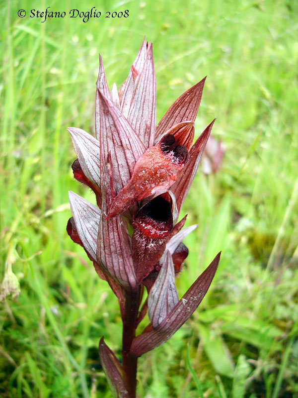 orchidee dal mar Nero turco (2)